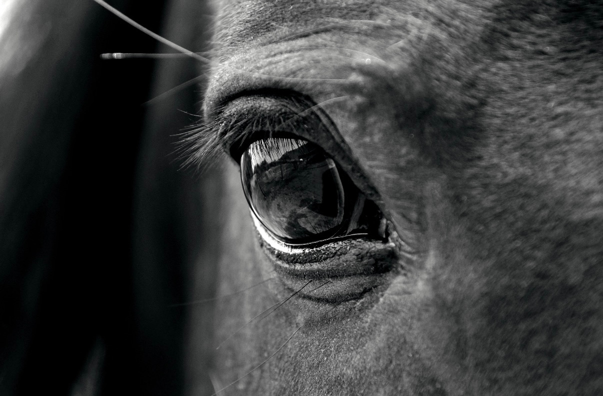 Black and white close up of horses face