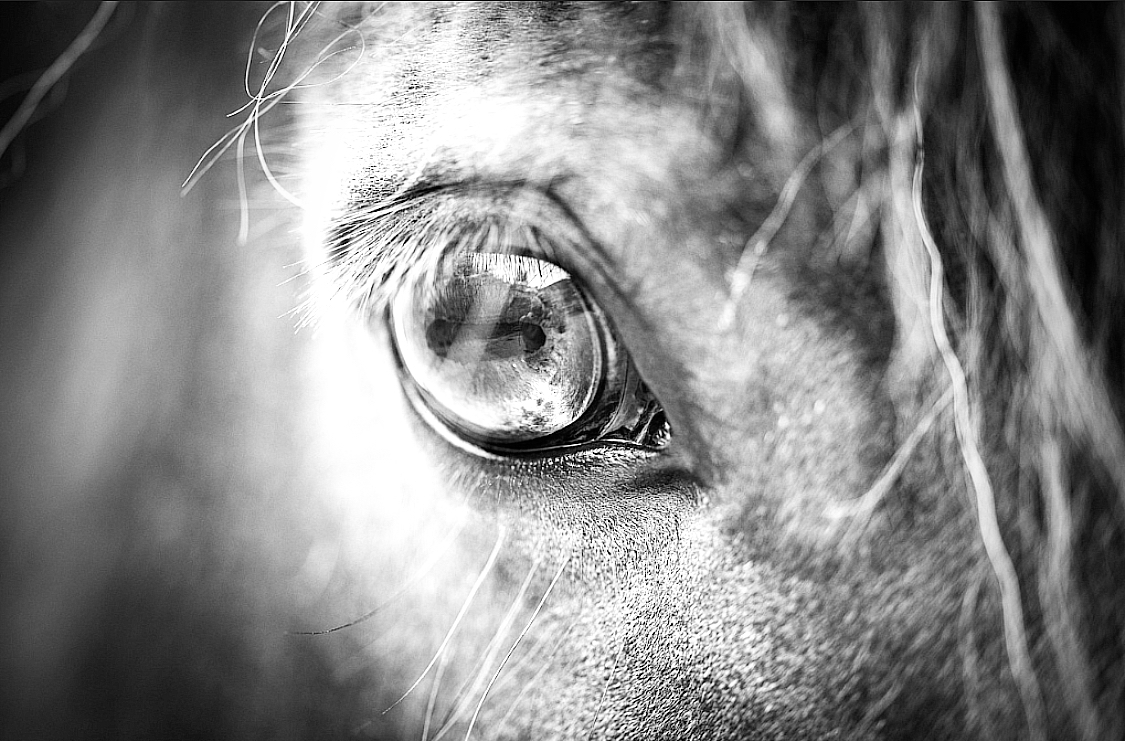 Black and white close up of horses face