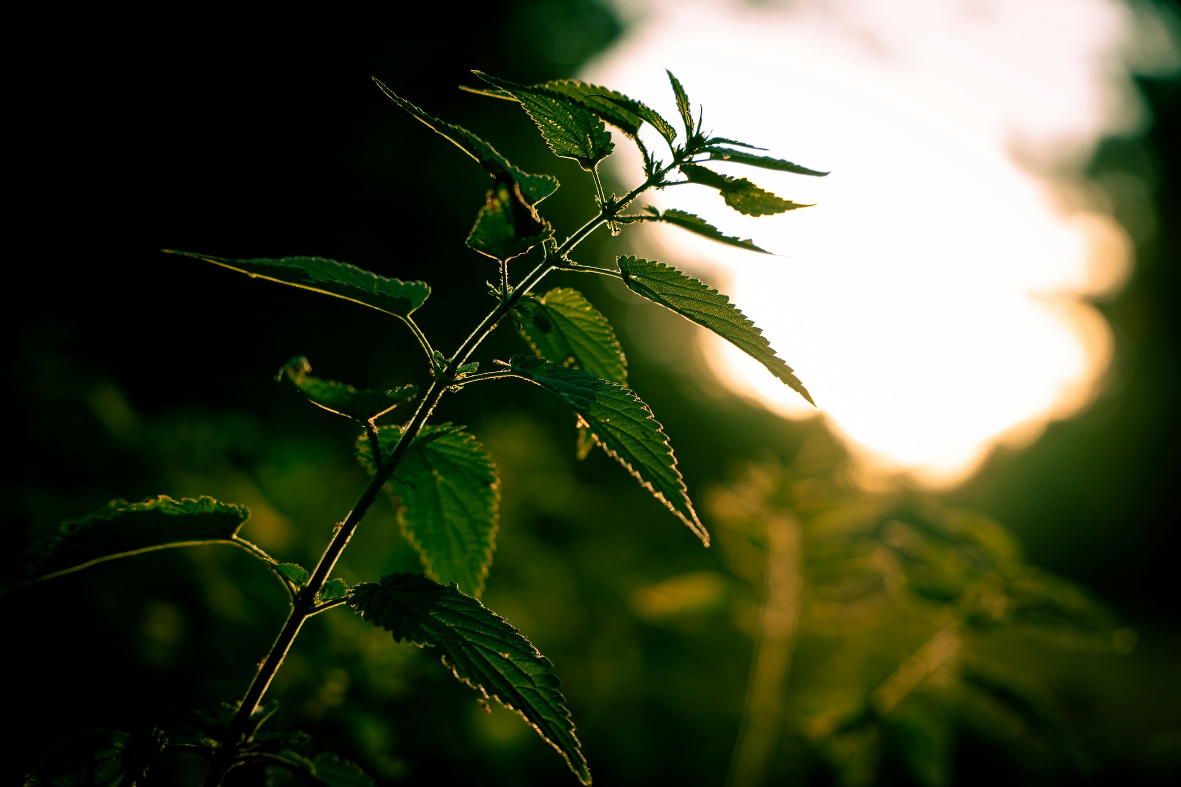 Close up of nettles