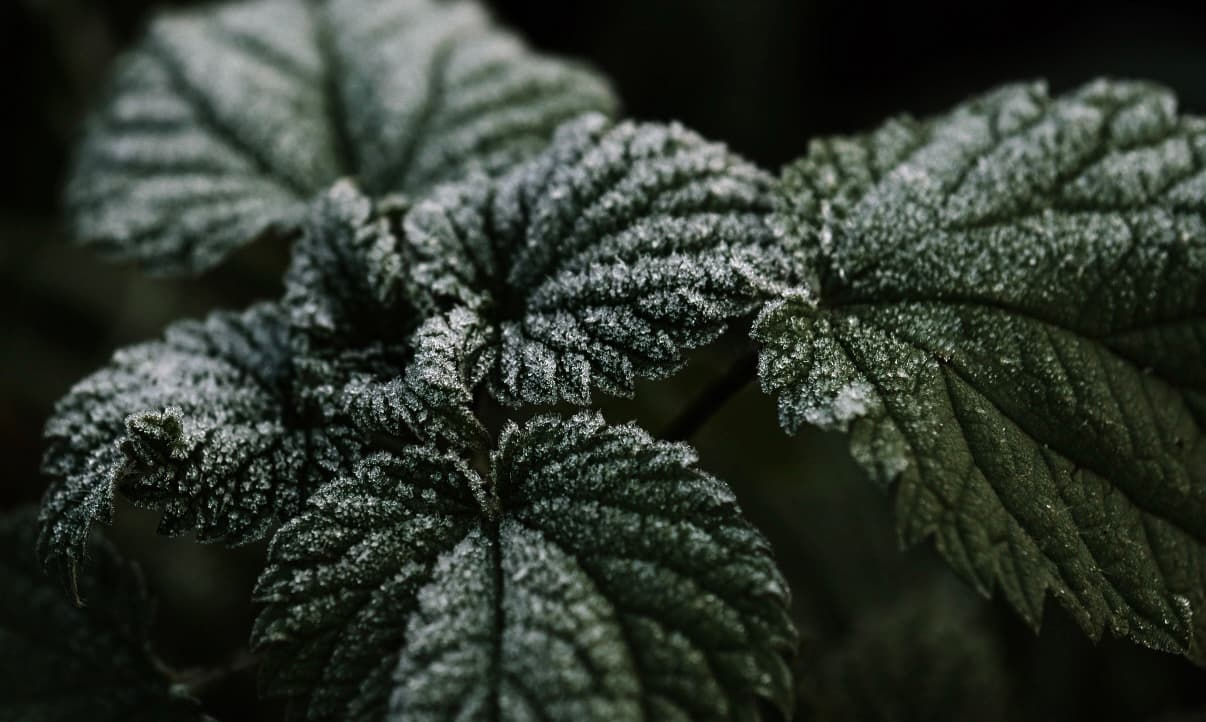 NKD Herbs photo of berries on a branch covered in snow