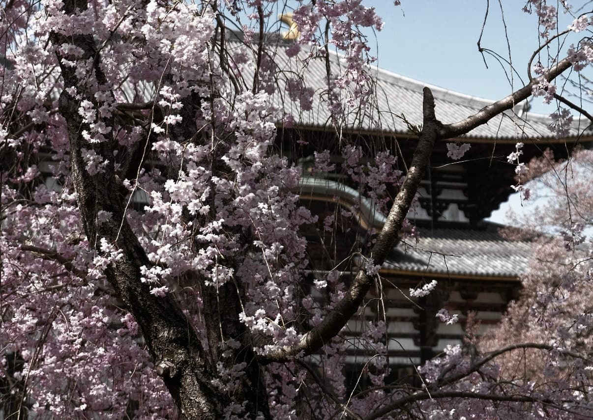 NKD Reiki photo of a torii gate in shallow water