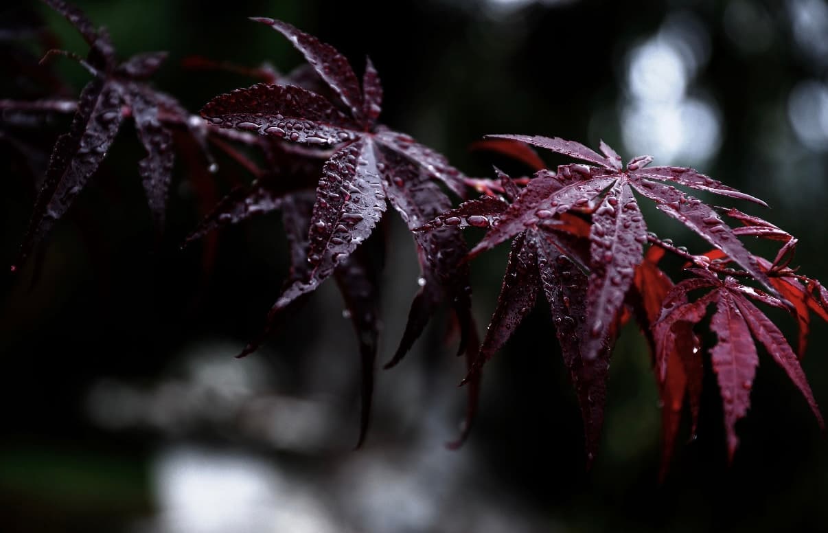 NKD Reiki photo of a torii gate in shallow water