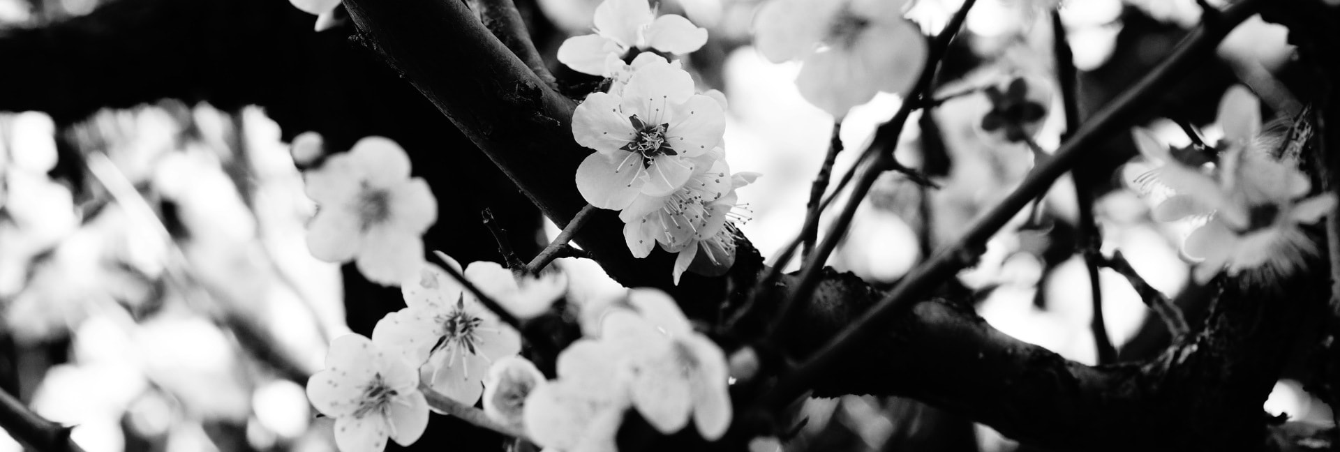 NKD Herbs hero image